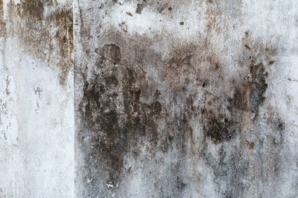 Forensic Mold Investigation in West Liberty, KY