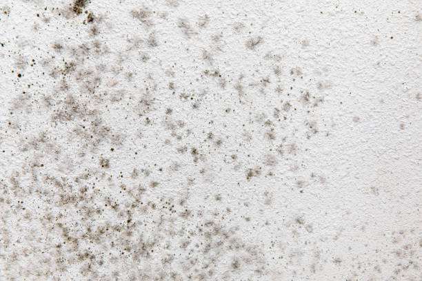 Reliable West Liberty, KY Mold Removal Solutions